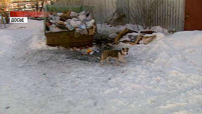 В Коркино стая собак напала на школьницу