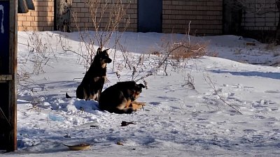 Очевидцы рассказали о нападении собак на девочку в Коркино