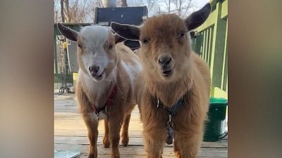 Мех и смех: ловушка для кота, жующие козлята и акробатический номер