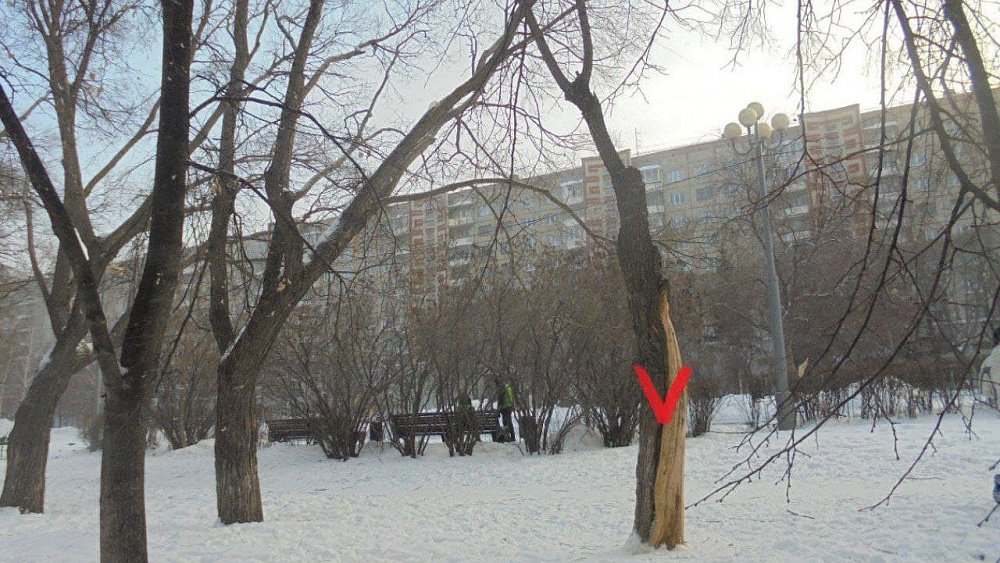 В центре Челябинска снесут опасные деревья