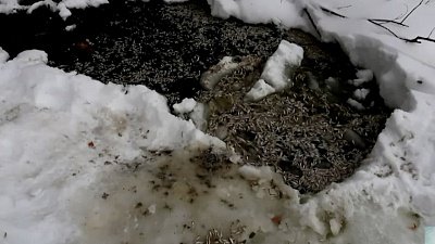 На озере Малый Теренкуль заметили массовый мор рыбы