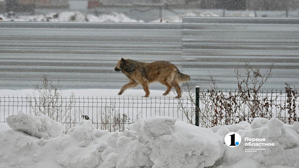 Минсельхоз Челябинской области предложил регулировать популяции бродячих собак