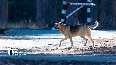 В Магнитогорске бродячая собака напала на 4‑летнего мальчика