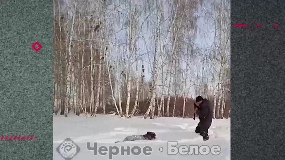 В Челябинской области жители расстреляли собак и сняли расправу на видео