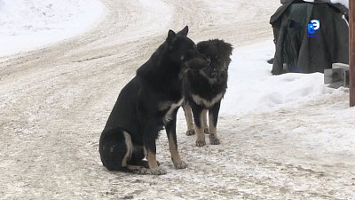 На миасских школьников напали бродячие собаки
