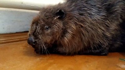 В Копейске ветеринары спасли бобра