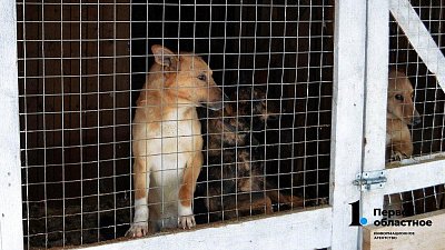 В Челябинске за неделю отловили более 30 бездомных собак