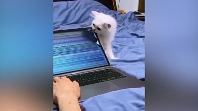 Мех и смех: писк выдр, необычный спуск и уничтожение ноутбука