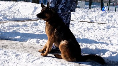 Интервью с кинологом