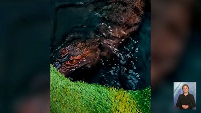 Крокодил показал как правильно отдыхать