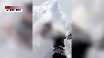 Живодеры жестоко поиздевались над собакой