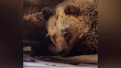 В Челябинском зоопарке проснулась юная медведица