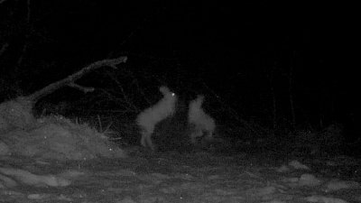 Драка зайцев попала в объектив фотоловушки на Таганае