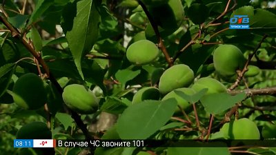 Правила химических обработок в саду в рубрике «Руки садовода»