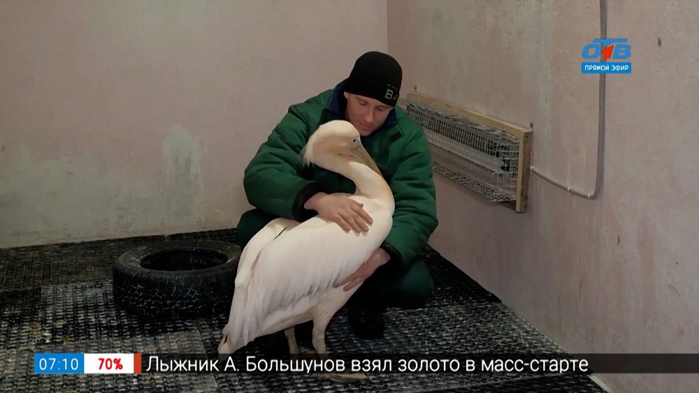 Лучший друг пеликана в сюжете «День орнитолога в челябинском зоопарке»