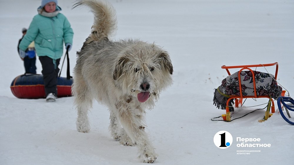 В Усть-Катаве, где девочку укусила бродячая собака, выделят деньги на дополнительный отлов