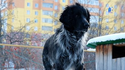 Потерянного пса нашли спустя 3 месяца