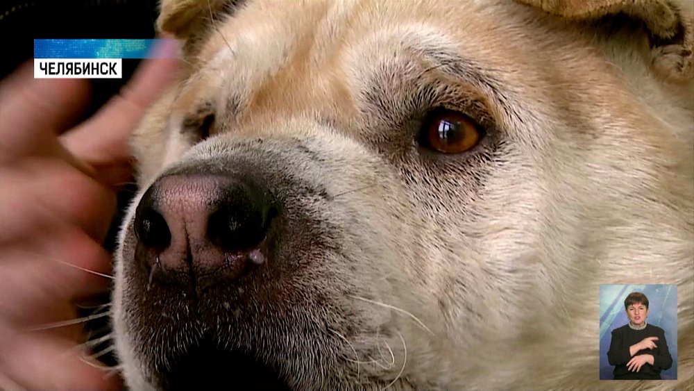 Активисты спасли шарпея от смерти среди мусора