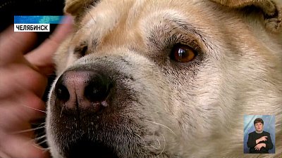 Активисты спасли шарпея от смерти среди мусора