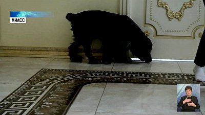 Как Миасский пес оказался в Москве?