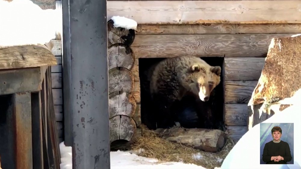 В Челябинском зоопарке проснулась медведица