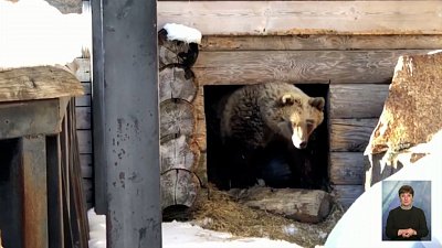 В Челябинском зоопарке проснулась медведица