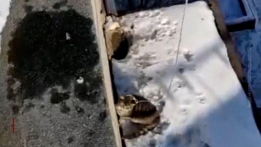 Спасатели сняли кошку с козырька балкона