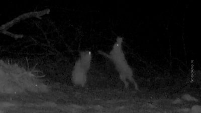 Драка зайцев попала в объектив фотоловушки