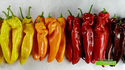 Зеленая передача 24.02.2022