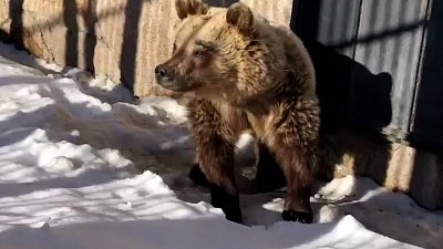 Сотрудники Челябинского зоопарка рассказали о проснувшейся медведице