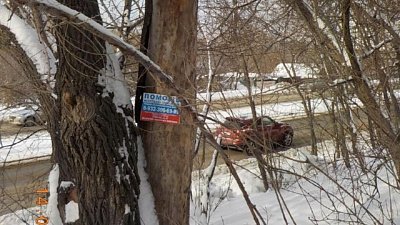 В центре Челябинска уберут аварийные деревья