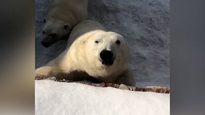 В Челябинском зоопарке отметят Международный день полярного медведя