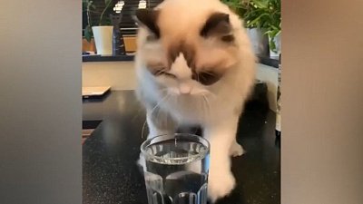 Мех и смех: мягкая лестница, танцы перед стаканом и веселая уборка