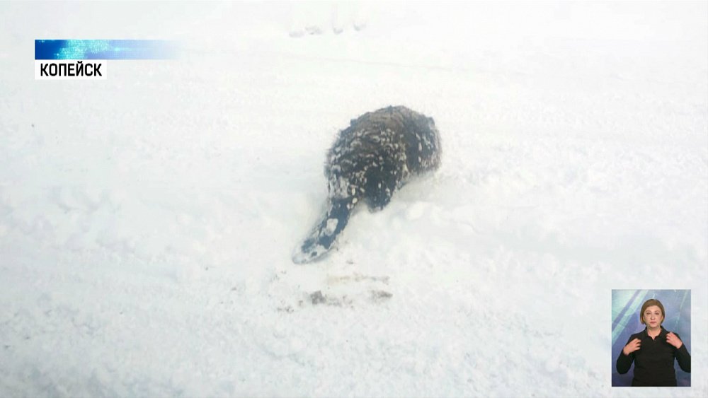 Ветеринар из Копейска спас бобра