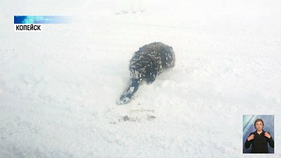 Ветеринар из Копейска спас бобра