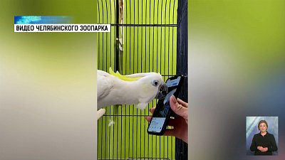 Попугай из Зоопарка научился ставить лайки в соцсетях