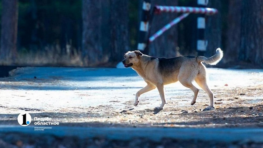 В Златоусте стая бродячих собак напала на 19-летнюю девушку