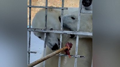 В Челябинском зоопарке рассказали интересные факты о белых медведях