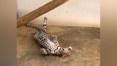 Леопард Ева передала видеопривет из Танзании