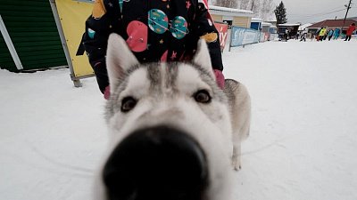 В Челябинской области прошли соревнования по ездовому спорту