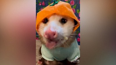 Мех и смех: жующий опоссум, уроки плавания и противостояние