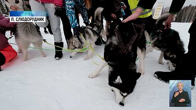 В регионе прошел Кубок по ездовому спорту