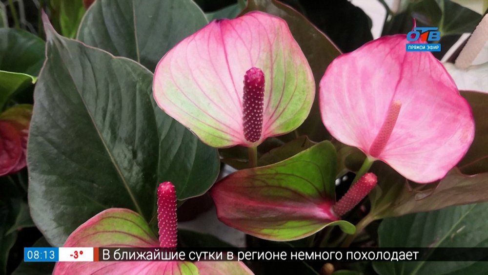 Антуриум — цветок мужского счастья в рубрике «Руки садовода»