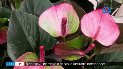 Антуриум — цветок мужского счастья в рубрике «Руки садовода»