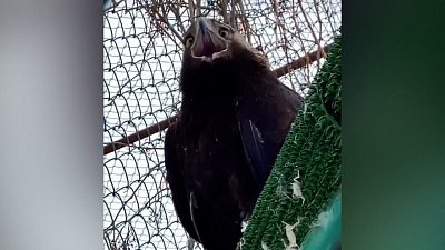 В Челябинском зоопарке показали сплетничающего могильника