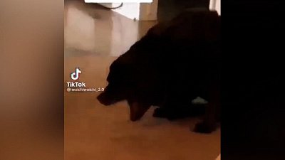 Мех и смех: меткий бросок, пианист и страшные звуки