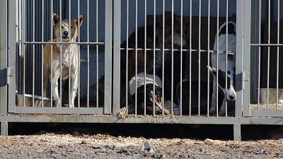 Минсельхоз Челябинской области предложил регулировать популяцию бродячих собак