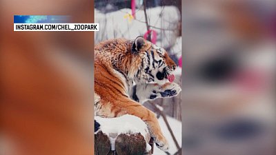 В первый день весны отмечается День кошек