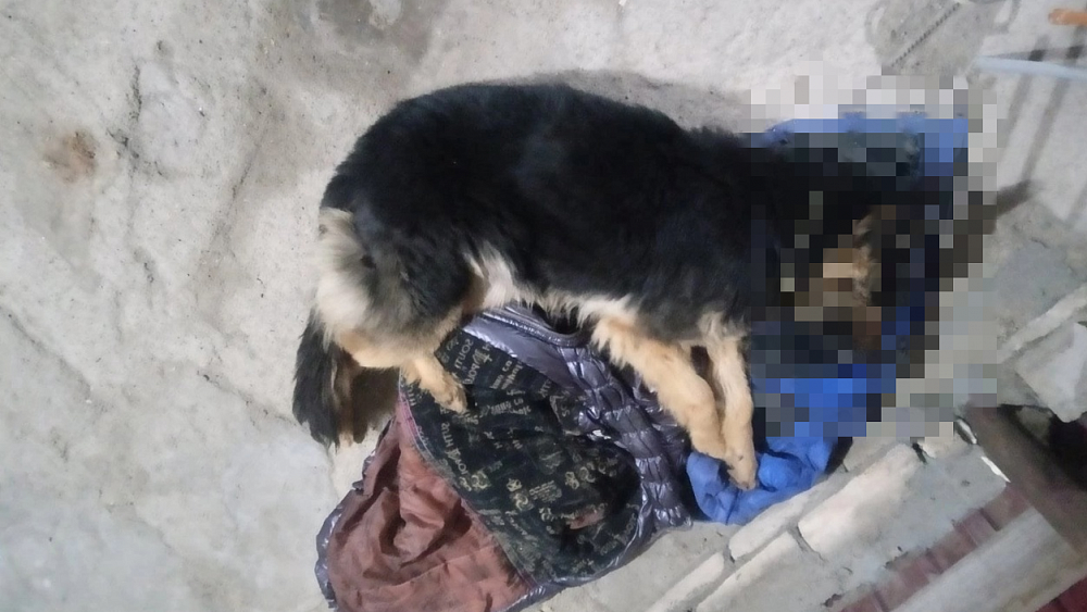 В Магнитогорске нетрезвый мужчина насмерть забил беременную собаку