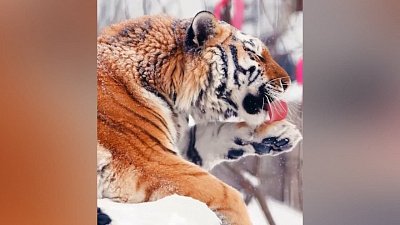 В Челябинском зоопарке показали неспешное умывание тигрицы
